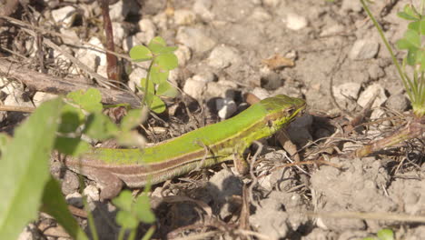 a green gecko in greece