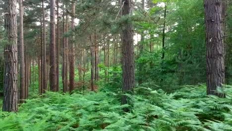 track dolly side angle of deep lush forest