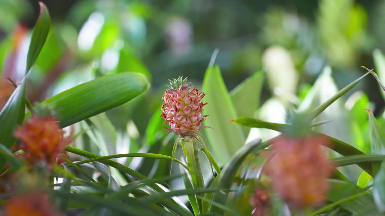 una diminuta planta de piña decorativa que crece en un jardín botánico
