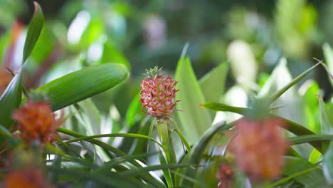 a tiny decorative pineapple plant growing in a botanical garden