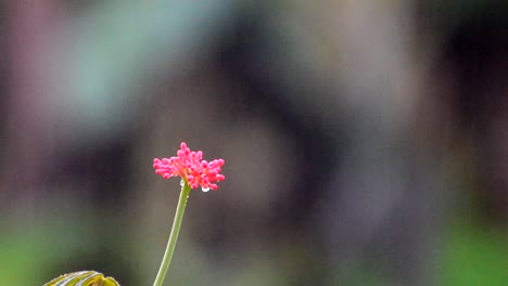 heavy downpour on lonely pink flower during a monsoon shower in central america. green season in costa rica captured in full hd with shallow depth of field causing beautiful bokeh