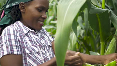 Un-Primer-Plano-De-La-Mano-De-Una-Mujer-Africana-Recogiendo-Maíz-De-Un-Tallo-Y-Luego-Panoramizando-Su-Cara