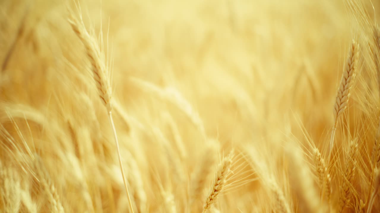 Sunlight on ripe wheat – a simple, beautiful moment in nature. Hints of fresh bread and the bounty of the land.