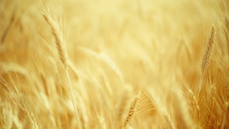 sunlight on ripe wheat – a simple, beautiful moment in nature. hints of fresh bread and the bounty of the land.