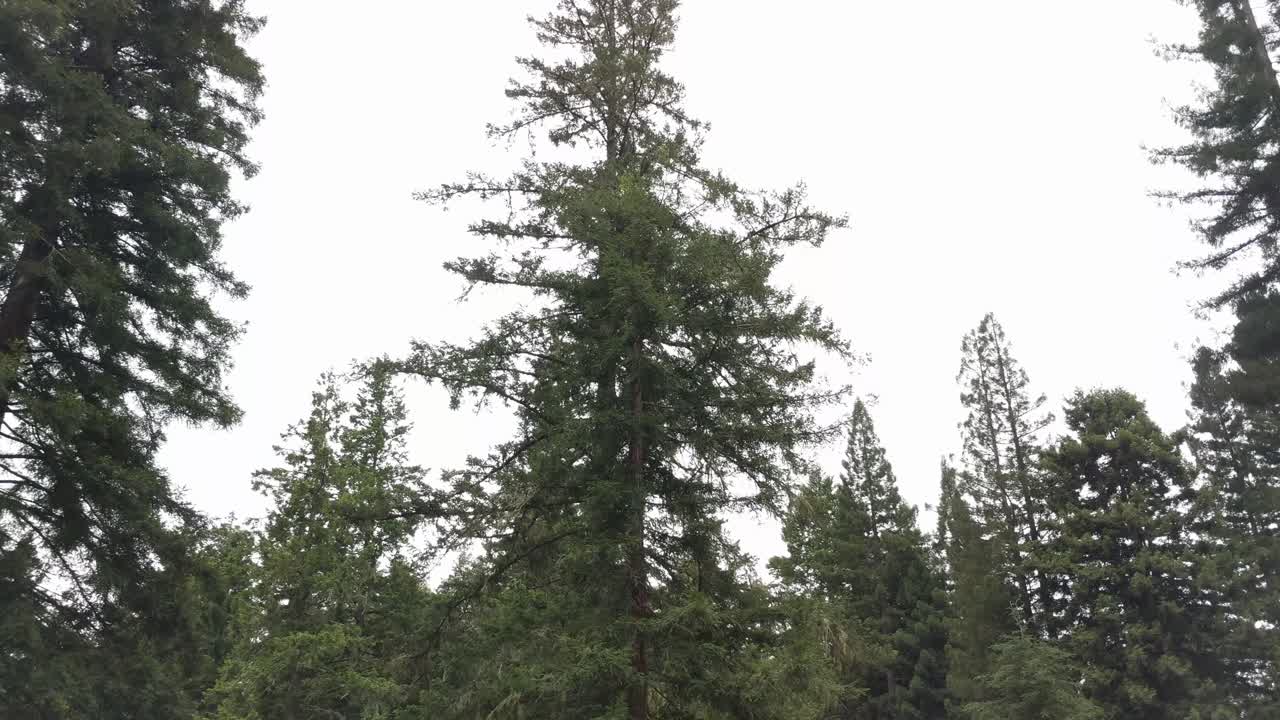 Redwood forest treetops in 4k