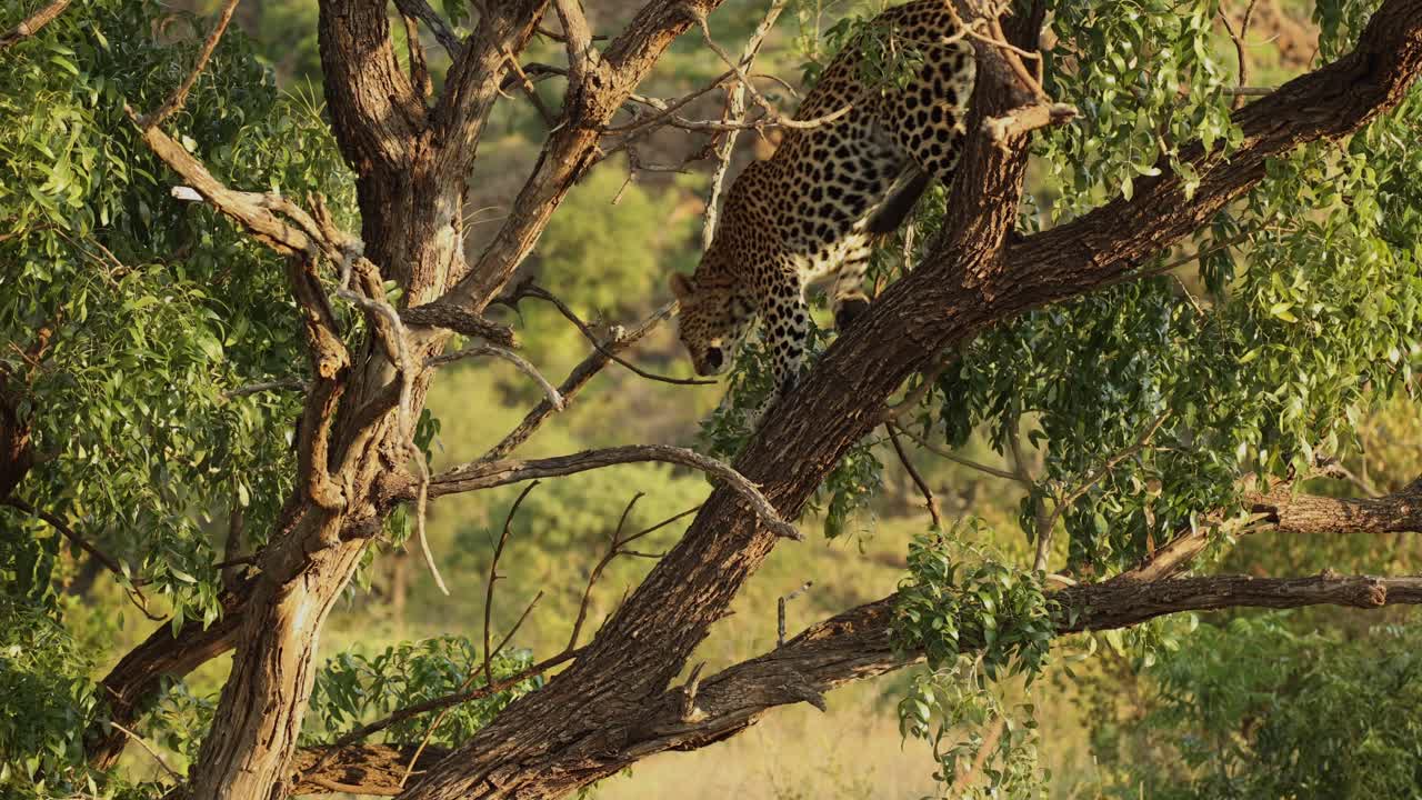 Leopard turning around in and jumping out of tree, Kruger National Park