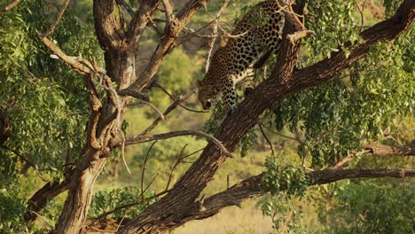 leopard turning around in and jumping out of tree, kruger national park