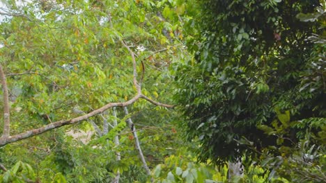 a black spider monkey mother carries her baby on back while moving gracefully through peru’s rainforest canopy.