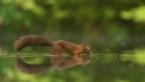 red squirrel drinking water in forest