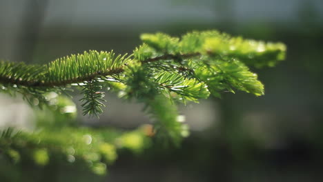 pine tree limb blows in wind