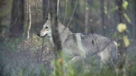 lobo corriendo en un bosque con niebla y niebla en primer plano fondo borroso
