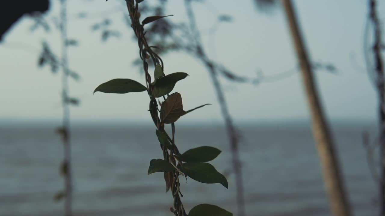 Tree leaves slowly waving against sparkling water surface