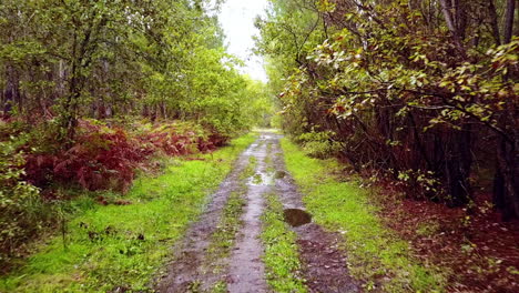 Luftaufnahme-Eines-Dollys-Auf-Einer-Nebenstraße-Durch-Den-Wald,-Frankreich