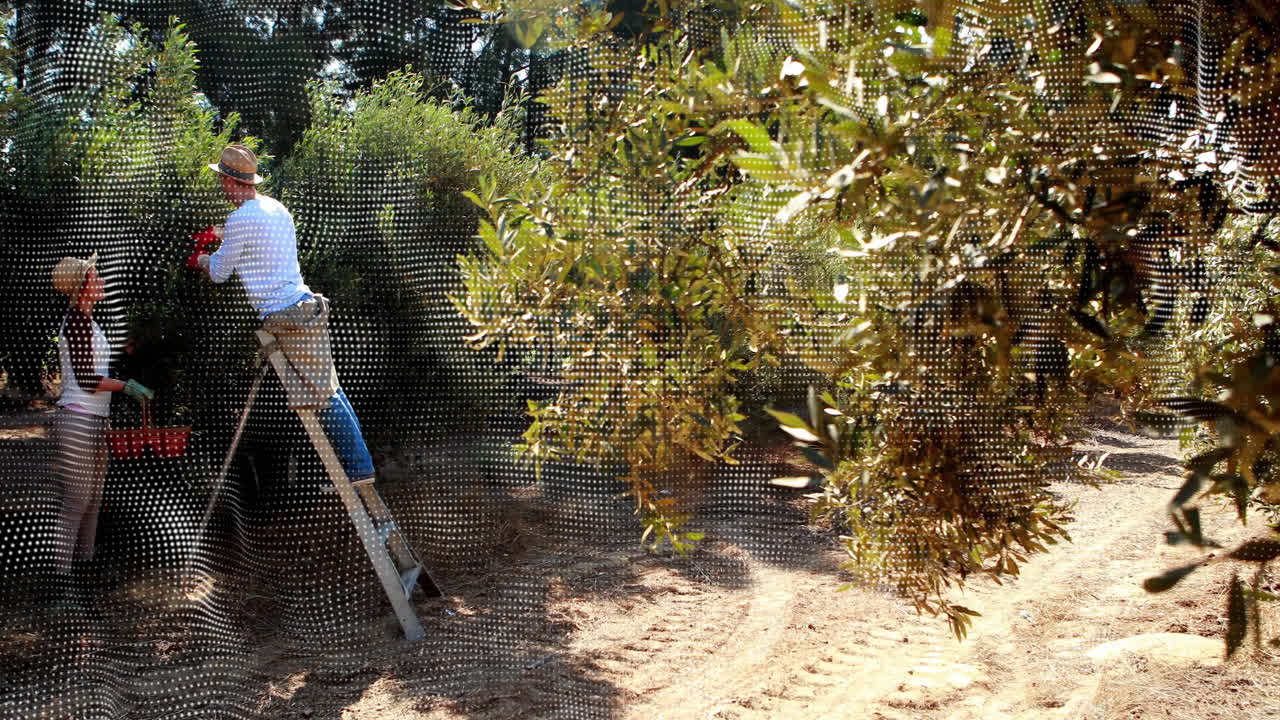 Coworkers harvesting olives from ladder with net below, passing baskets with animated farm charts