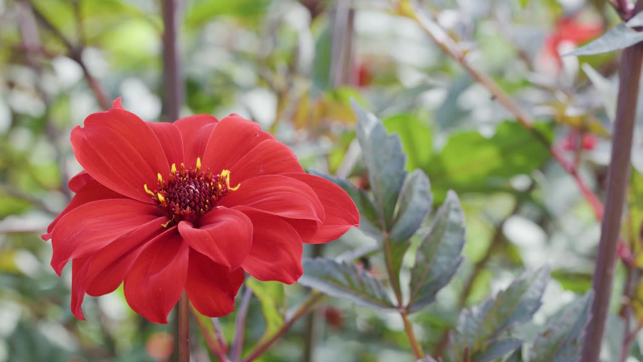 A vibrant red flower blooms amid green foliage in a garden, captured with soft natural lighting and a smooth horizontal camera pan