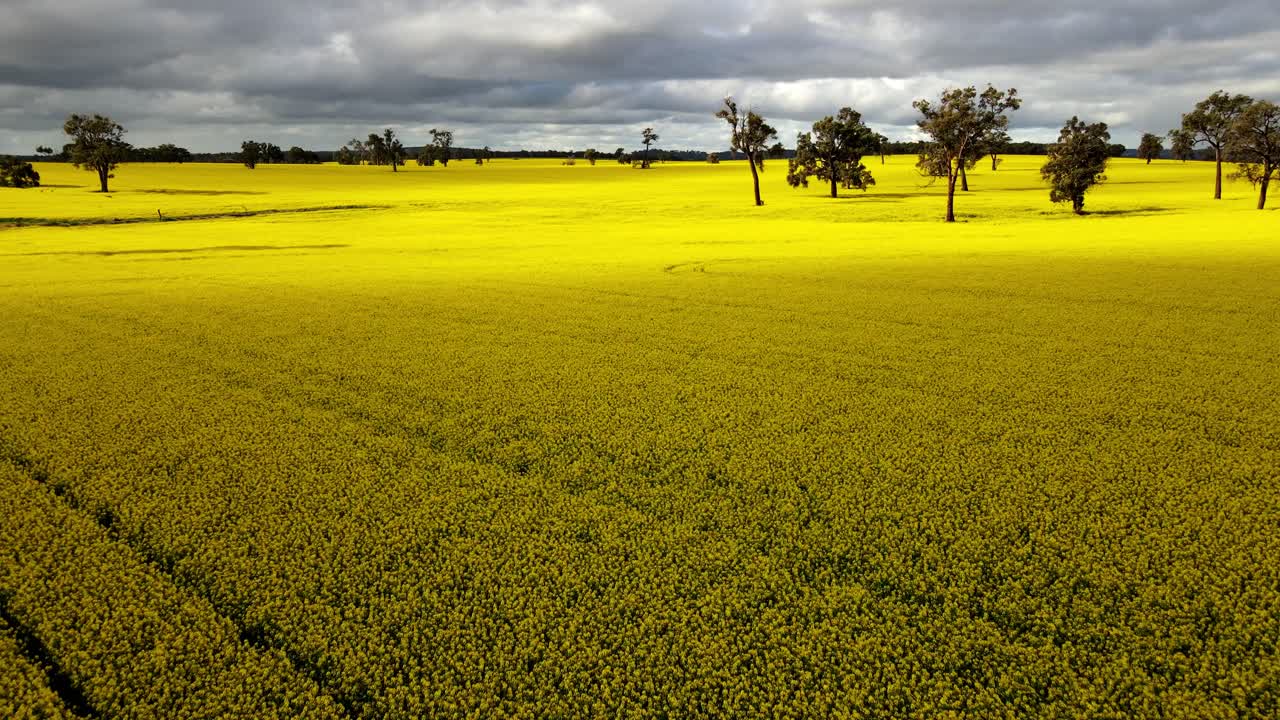 웨스턴오스트레일리아에서 무인 항공기를 사용하여 맑은 하늘을 가진 카놀라 밭