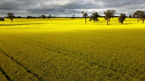campos de canola con cielos soleados usando un dron en el oeste de australia