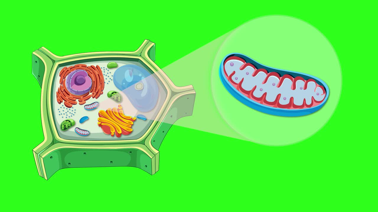 Animation of plant cell anatomy focusing on mitochondrion. Green background, detailed organelles, smooth transitions