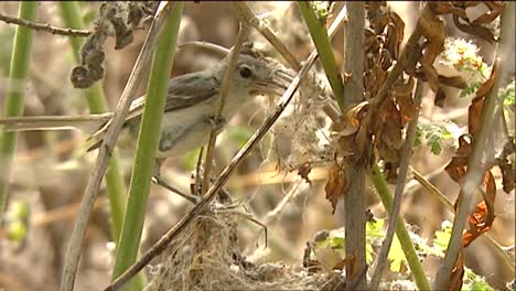 A-Sparrow-At-Its-Nest