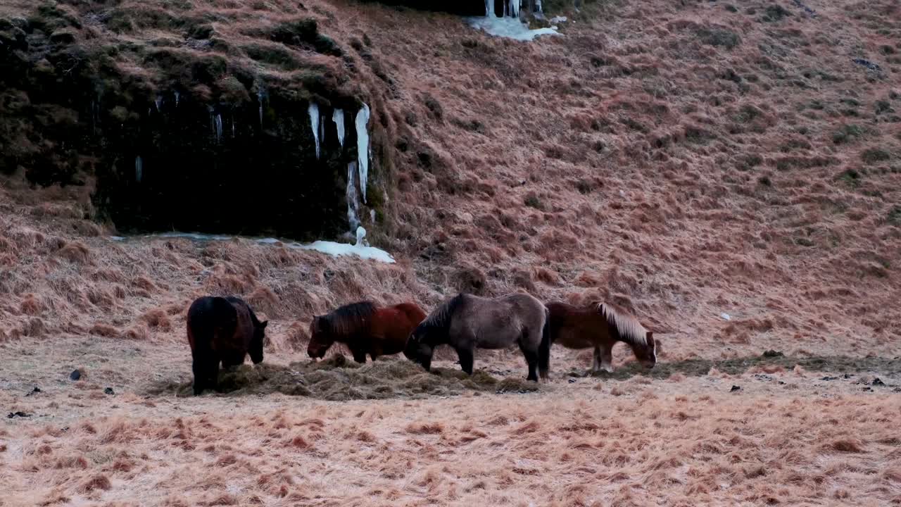 caballos pastando pacíficamente en medio de la naturaleza islandesa durante las nevadas en el sur de islandia - tiro de mano