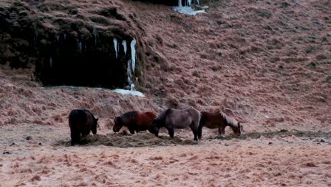 Pferde-Grasen-Friedlich-Inmitten-Der-Isländischen-Wildnis-Bei-Schneefall-Im-Süden-Islands---Handaufnahme