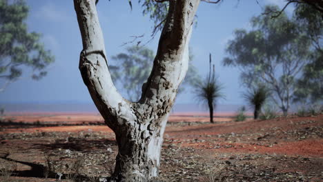 acacias-trees-in-the-landscape-of-Tanzania-with-clouds-in-the-sky