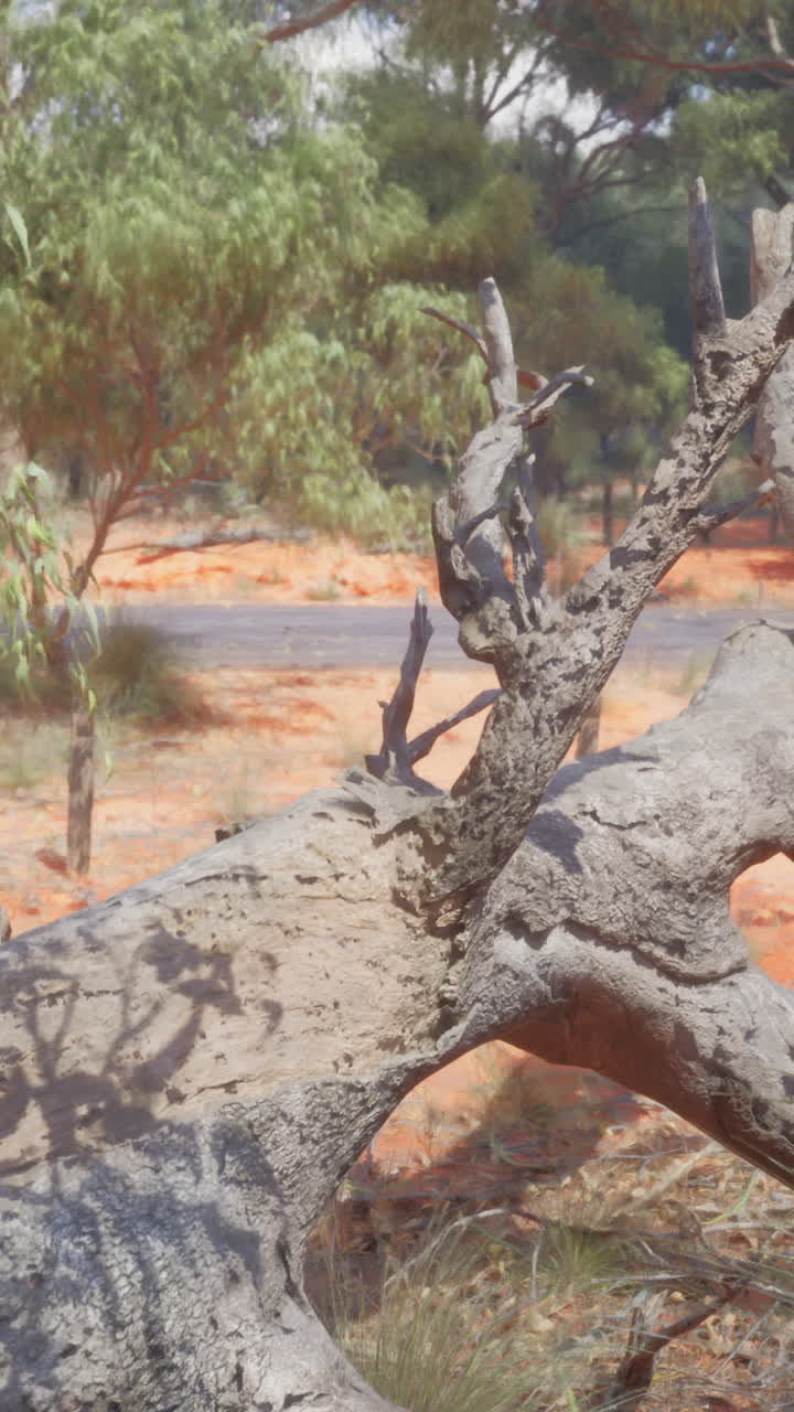 Fallen Tree in the Australian Outback