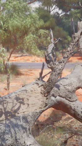 Fallen Tree in the Australian Outback