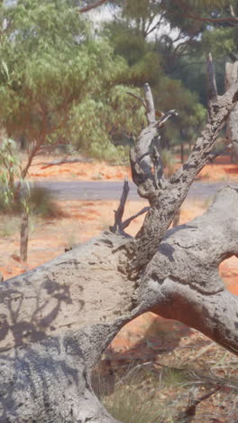 fallen tree in the australian outback