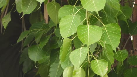 Beautiful-green-leaf---tree-.wind-