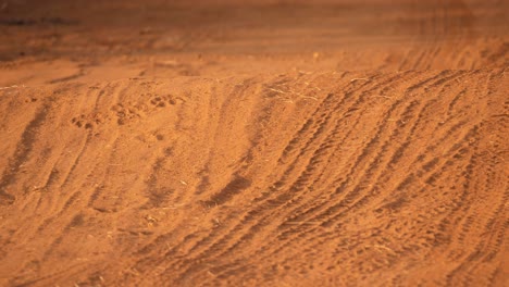 Gepardenspuren-Zwischen-Autoreifenabdrücken-Im-Roten-Afrikanischen-Sand