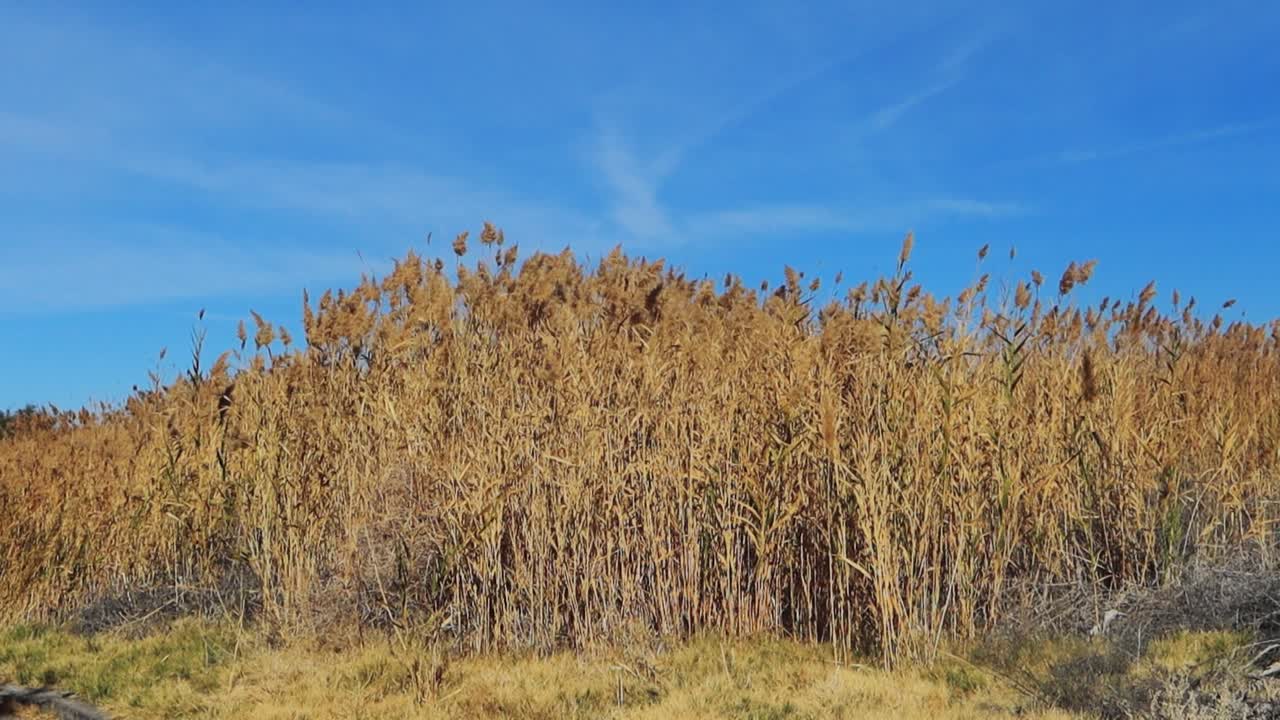 November winds at Corn Creek Wildlife Refuge in Nevada