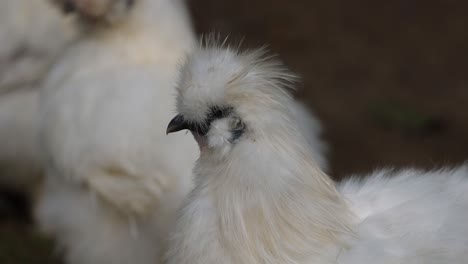 fluffy chicken grooming itself outdoors.