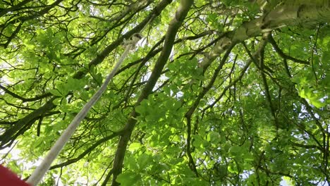 a-deserted-tree-swing-softly-swinging-in-a-light-breeze