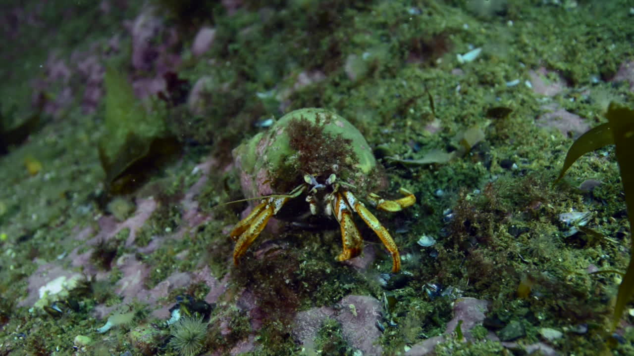 Hermit crab working hard for food in Perc&eacute;, Qu&eacute;bec, Canada