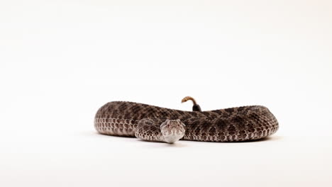 massasauga cascabel silbidos y traqueteos cola cabeza - aislado sobre fondo blanco.