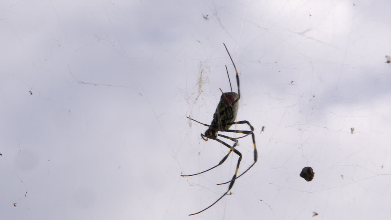 Closeup huge Golden Orb-weaver spider in web against cloud sky