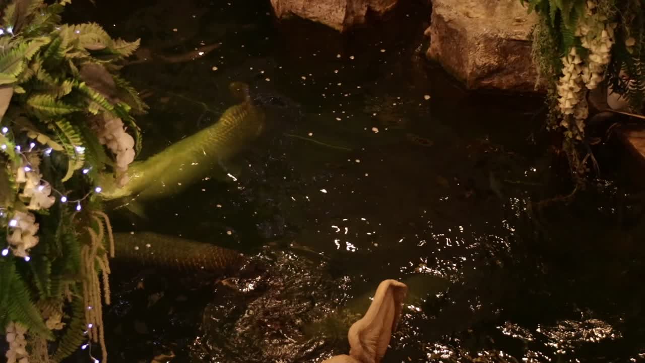 피라루쿠라고도 알려진 아라파이마 기가스(arapaima gigas)는 아마존 강 유역에 서식하는 아라파이마 종으로 주로 이국적인 애완동물로 사육 및 거래됩니다.