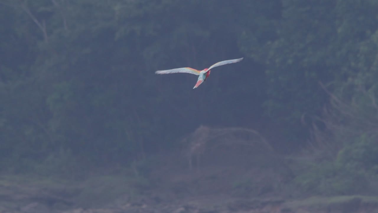 스칼렛 마코는 탐보파타 강 너머 정글을 향해 카메라에서 날아갑니다.