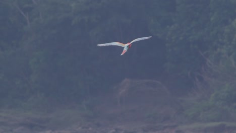 scarlett macaw flies away from camera over tambopata river towards jungle