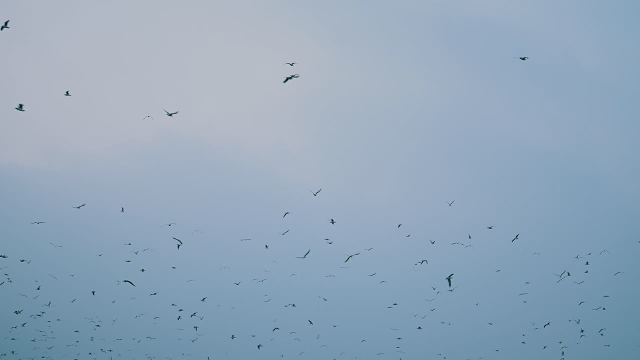 안개 가 가득 한 아침 에 이주 하는 새 들 이 아랍 에미리트 의 해안 위 를 날아다니고 있다