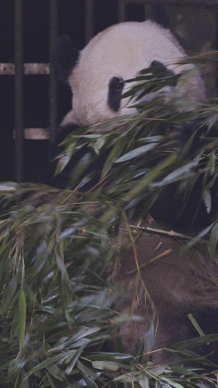 A close up of a panda eating in vertical