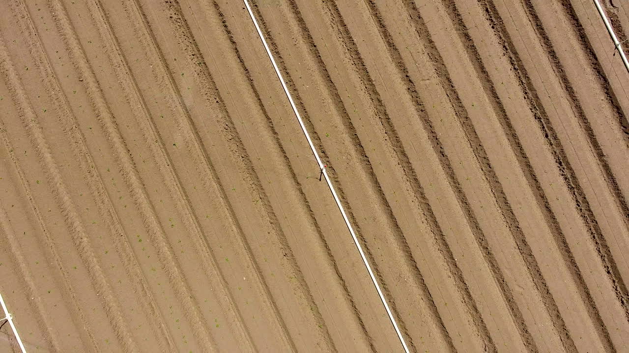 작물이 늘어선 농장에 물을 주는 스프링클러의 하향 각도 드론 샷