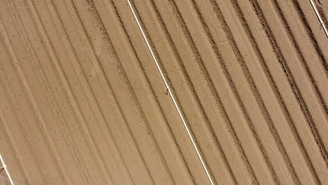 Rising-downward-angle-drone-shot-of-sprinklers-watering-a-farm-field-with-rows-of-crops