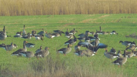 beautiful large flock of greylag goose breeding in the green agricultural field northern europe during migration season, sunny spring day, distant medium closeup shot