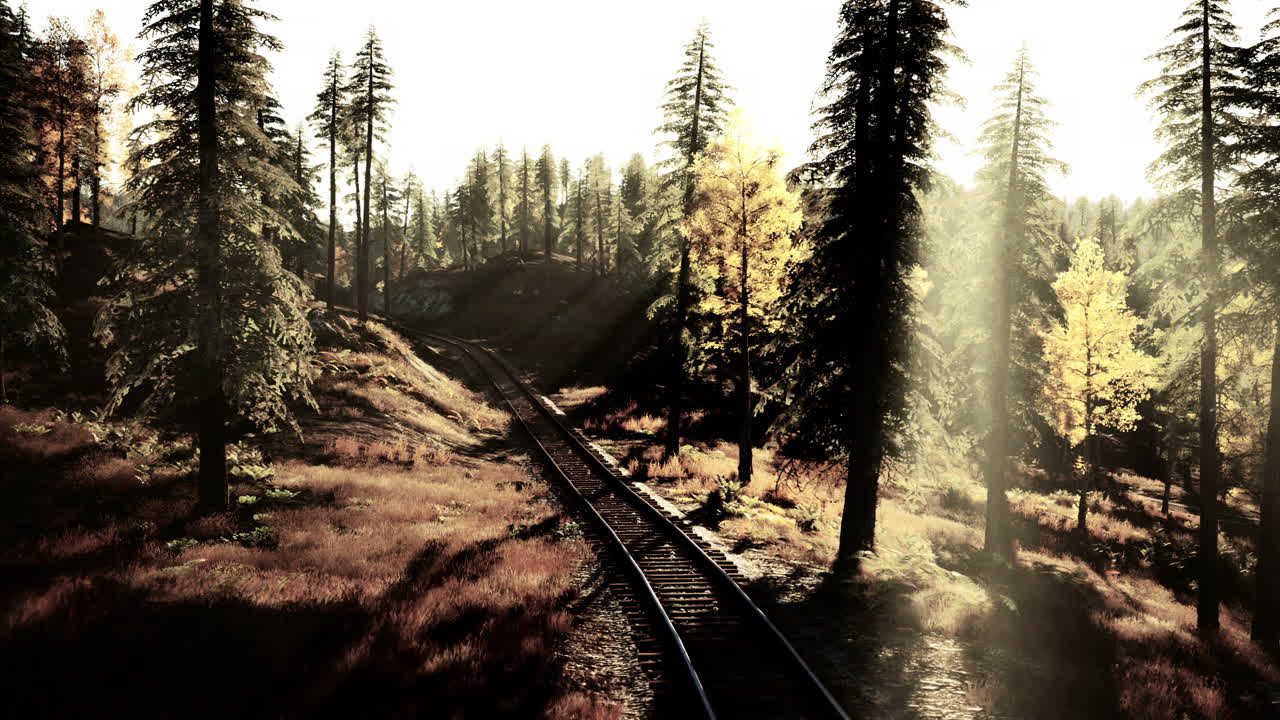 숲 속 의 기차 트랙 에 있는 나무 를 통해 흐르는 빛