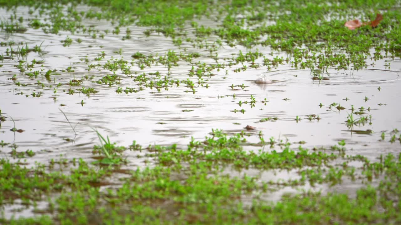 ⁇ 방울이 침착한 잔디에 떨어지고 있습니다.