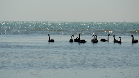 A-flock-of-black-swans-swimming-in-the-ocean-waters-along-an-Australian-coastal-town