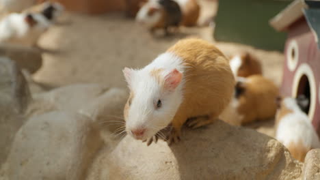 close-up of cute domestic guinea pig sitting on stone at petting farm