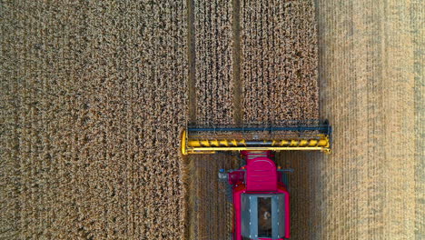 combine harvester from above. agriculture machine harvesting golden ripe wheat field. a field after a harvest time. aerial view from dron.
